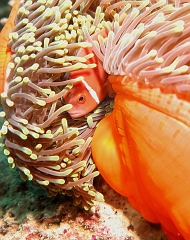 Velidhu - 2013_03_14 - IMG_0773r_Poisson Clown des Maldives - Amphiprion Nigripe_Aquarium_Plongee